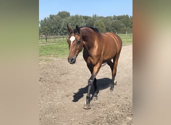 KWPN, Mare, 18 years, 16.1 hh, Brown