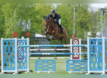 KWPN, Mare, 18 years, 16.1 hh, Brown