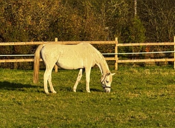 KWPN, Mare, 18 years, 16,1 hh, Gray