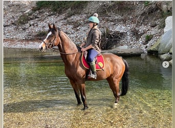 KWPN, Mare, 18 years, 16 hh, Brown