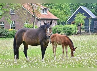 KWPN, Mare, 18 years, 16,1 hh, Bay-Dark