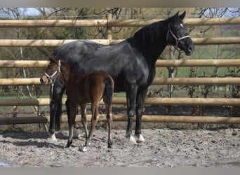 KWPN, Mare, 18 years, 16,1 hh, Black