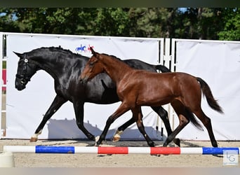 KWPN, Mare, 18 years, 16,1 hh, Black