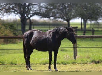 KWPN, Mare, 18 years, 16,1 hh, Black