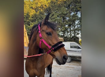 KWPN, Mare, 18 years, 16,2 hh, Brown