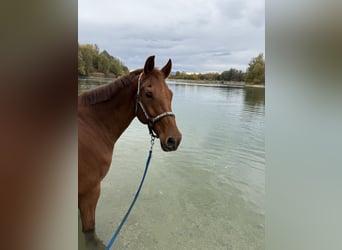 KWPN, Mare, 18 years, Chestnut-Red