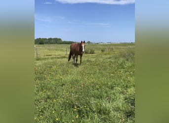 KWPN, Mare, 19 years, 16.1 hh, Chestnut-Red