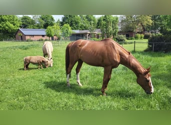 KWPN, Mare, 19 years, 16.1 hh, Chestnut-Red