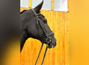 KWPN, Mare, 19 years, 16,2 hh, Black