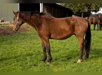 KWPN, Mare, 19 years, 16.2 hh, Brown