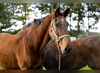 KWPN, Mare, 19 years, 16.2 hh, Brown