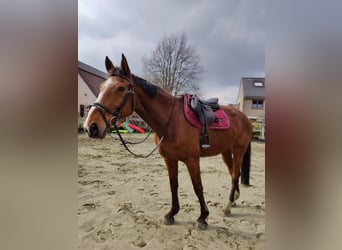 KWPN, Mare, 19 years, 16.2 hh, Brown-Light