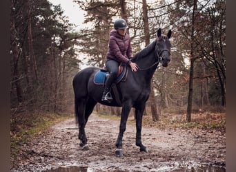 KWPN, Mare, 19 years, 16 hh, Black