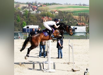 KWPN, Mare, 19 years, 16,1 hh, Smoky-Black