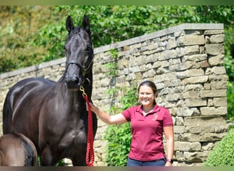 KWPN, Mare, 19 years, 17 hh, Black