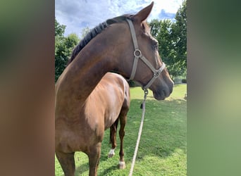 KWPN, Mare, 19 years, 17,2 hh, Chestnut