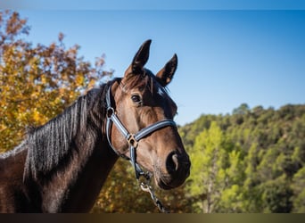 KWPN, Mare, 1 year, 14.3 hh, Brown