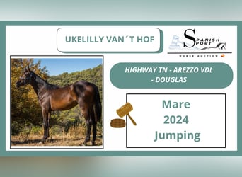 KWPN, Mare, 1 year, 14.3 hh, Brown