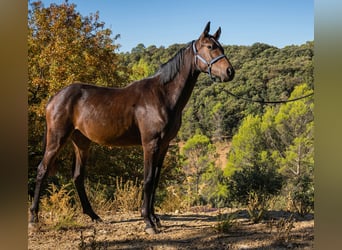 KWPN, Mare, 1 year, 14.3 hh, Brown