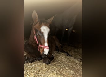 KWPN Mix, Mare, 1 year, 14,1 hh, Brown