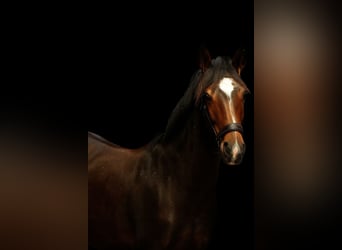 KWPN, Mare, 1 year, 14,2 hh, Bay-Dark