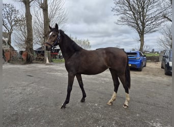 KWPN, Mare, 1 year, 15.2 hh, Bay-Dark