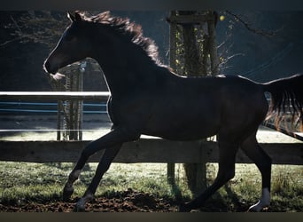 KWPN, Mare, 1 year, 16,2 hh, Brown