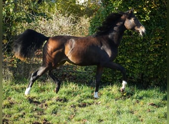 KWPN, Mare, 1 year, 16,2 hh, Brown