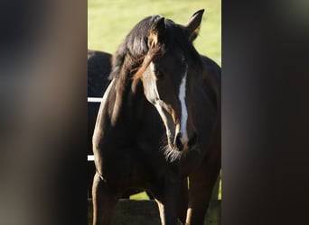 KWPN, Mare, 1 year, 16,2 hh, Brown