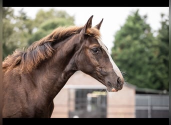 KWPN, Mare, 1 year, 16,2 hh, Chestnut