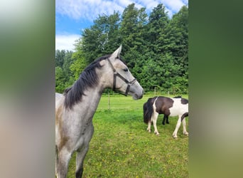 KWPN, Mare, 1 year, 16,2 hh, Gray