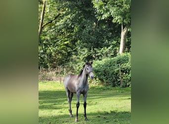 KWPN, Mare, 1 year, 16,2 hh, Gray