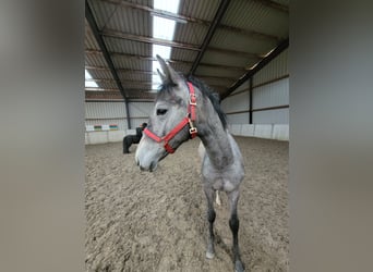 KWPN, Mare, 1 year, 16,2 hh, Gray