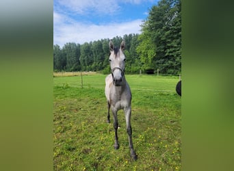 KWPN, Mare, 1 year, 16,2 hh, Gray