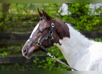 KWPN, Mare, 1 year, 16.2 hh, Pinto