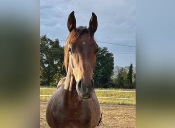 KWPN, Mare, 1 year, 16 hh, Bay