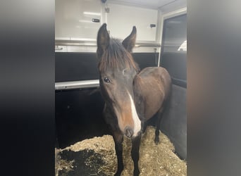 KWPN, Mare, 1 year, 16 hh, Bay