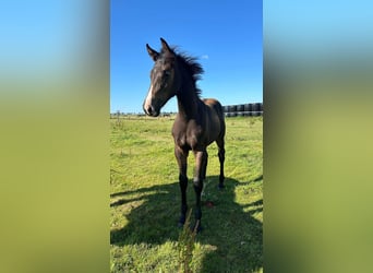 KWPN, Mare, 1 year, 16 hh, Bay