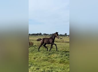 KWPN, Mare, 1 year, 16 hh, Bay