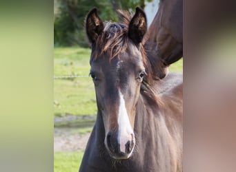 KWPN, Mare, 1 year, 16 hh, Bay