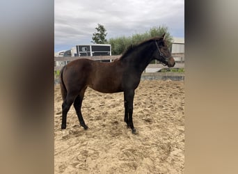 KWPN, Mare, 1 year, 16 hh, Bay