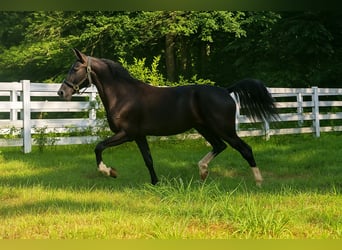 KWPN, Mare, 1 year, 16 hh, Black
