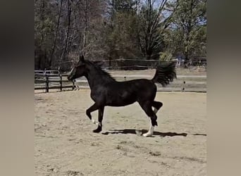 KWPN, Mare, 1 year, 16 hh, Black