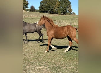 KWPN Mix, Mare, 1 year, 16 hh, Chestnut-Red