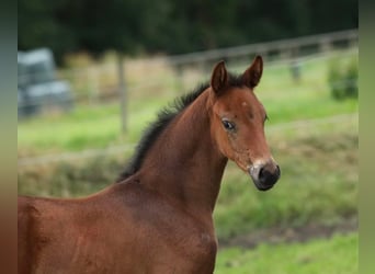 KWPN, Mare, 1 year, 16,1 hh, Brown
