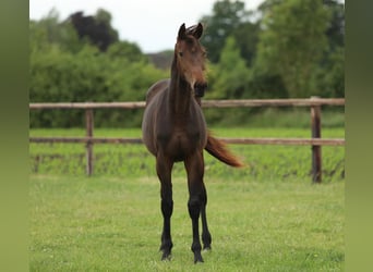 KWPN, Mare, 1 year, 16,1 hh, Brown