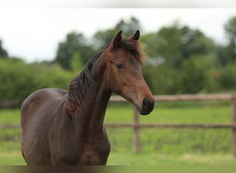 KWPN, Mare, 1 year, 16,1 hh, Brown