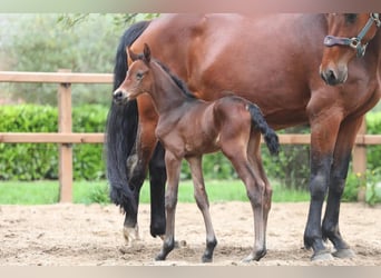 KWPN, Mare, 1 year, 16,1 hh, Brown