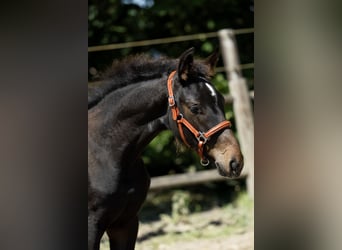 KWPN, Mare, 1 year, 16,1 hh, Brown