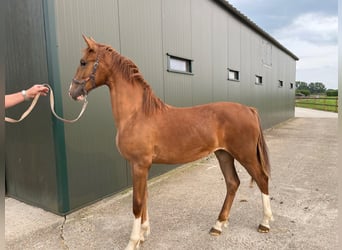 KWPN, Mare, 1 year, 16,1 hh, Chestnut-Red